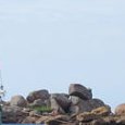 Le Kotick au Pardon de Saint-Guirec 2012